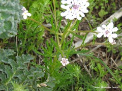 Iberis pectinata