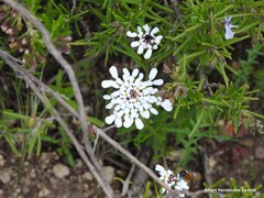 Iberis pectinata
