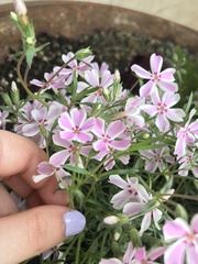 Phlox