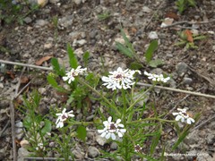Iberis pectinata