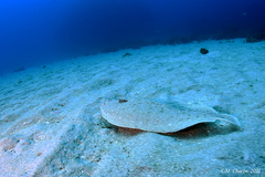 Solea senegalensis