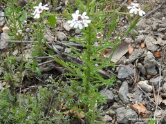 Iberis pectinata