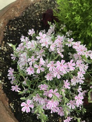Phlox
