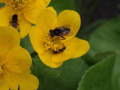 Parhelophilus rex