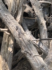 Sceloporus occidentalis