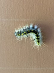 Lophocampa argentata