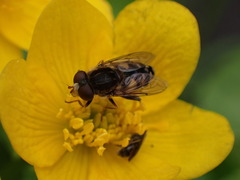 Parhelophilus rex