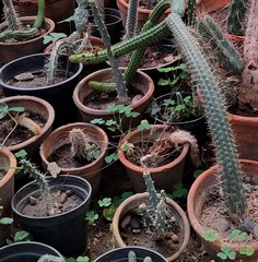 Cleistocactus samaipatanus