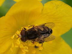 Parhelophilus rex