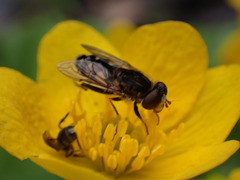 Parhelophilus rex