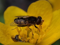 Parhelophilus rex