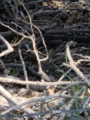 Sceloporus occidentalis