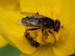 Parhelophilus rex
