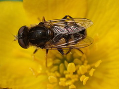 Parhelophilus rex
