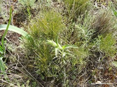 Ephedra major major