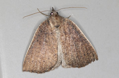 Authaemon stenonipha