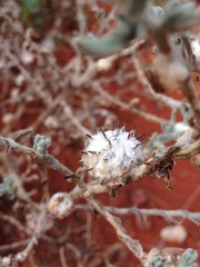 Dissocarpus paradoxus