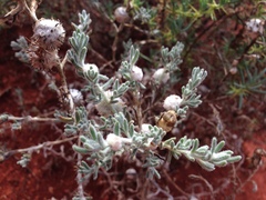 Dissocarpus paradoxus