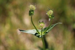 Knautia dipsacifolia