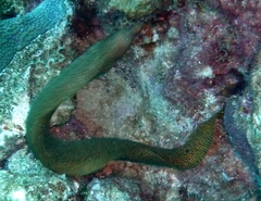 Gymnothorax miliaris