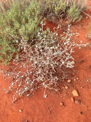 Dissocarpus paradoxus