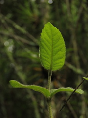Ageratina asclepiadea
