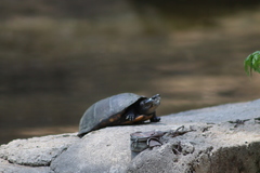 Kinosternon integrum