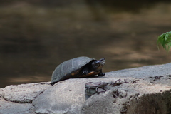 Kinosternon integrum