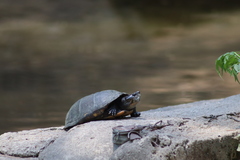 Kinosternon integrum