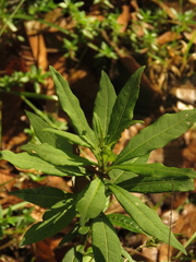 Cestrum buxifolium