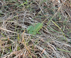 Hyla orientalis