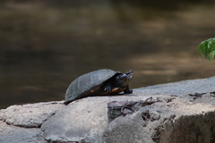 Kinosternon integrum