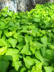 Alliaria petiolata