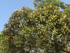 Critoniopsis bogotana