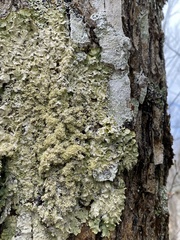 Punctelia appalachensis