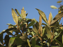 Critoniopsis bogotana