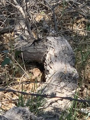 Sceloporus occidentalis