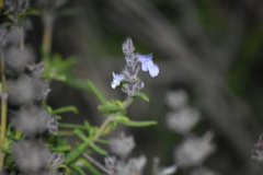 Salvia brandegeei