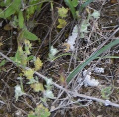 Bombycilaena discolor