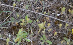 Parentucellia latifolia