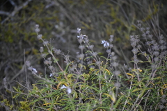 Salvia brandegeei