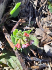 Pulmonaria rubra