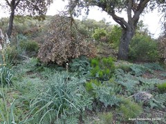 Ephedra fragilis fragilis