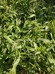 Digitaria velutina