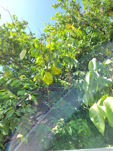 Averrhoa carambola - Leaves