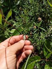 Monardella hypoleuca intermedia