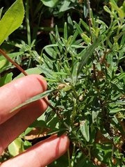 Monardella hypoleuca intermedia