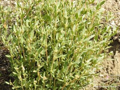 Helianthemum squamatum