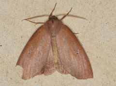 Paralaea sarcodes
