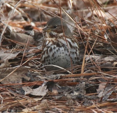 Passerella iliaca iliaca